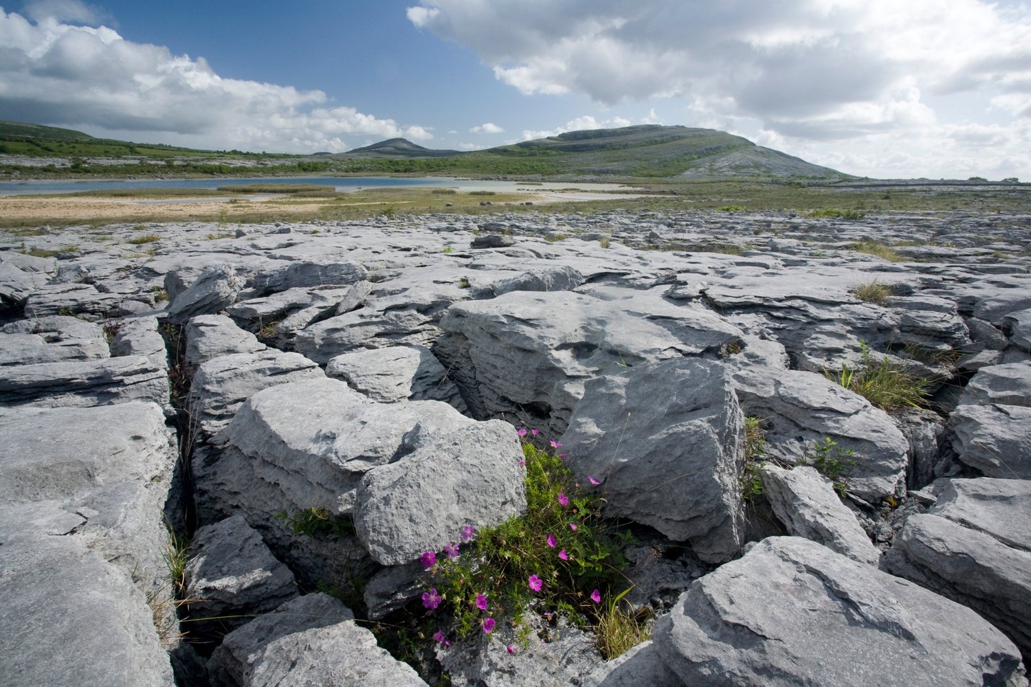 Bloody Cranesbill nestling amongst the limestone pavement of The Burren, Co Clare, Ireland. Bloody Cranesbill nestling amongst the limestone pavement of The Burren, Co Clare, Ireland.