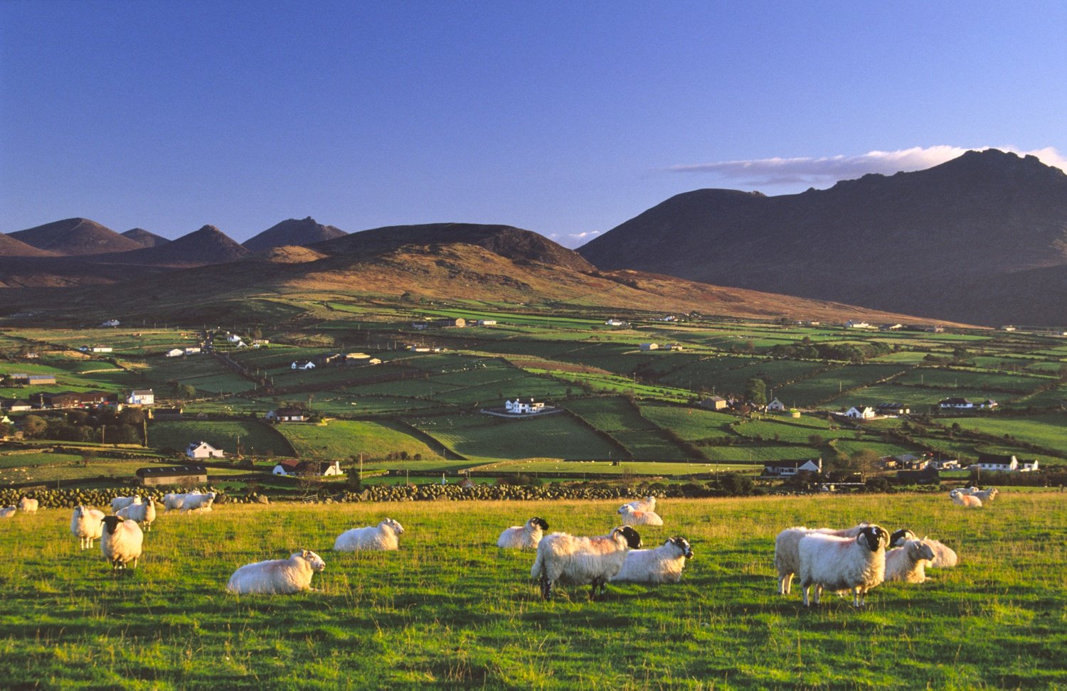 Morning sheep beneath the Mourne Mountains, Aughrim Hill, Co Down, Ireland. Morning sheep beneath the Mourne Mountains, Aughrim Hill, Co Down, Ireland.