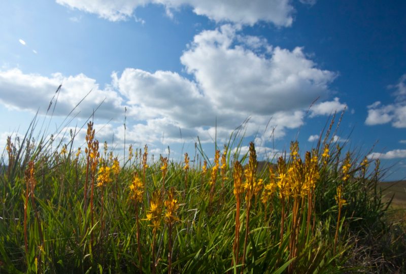 Bog Asphodel (Narthecium ossifragum), Mourne Mountains, Co Down, Northern Ireland.