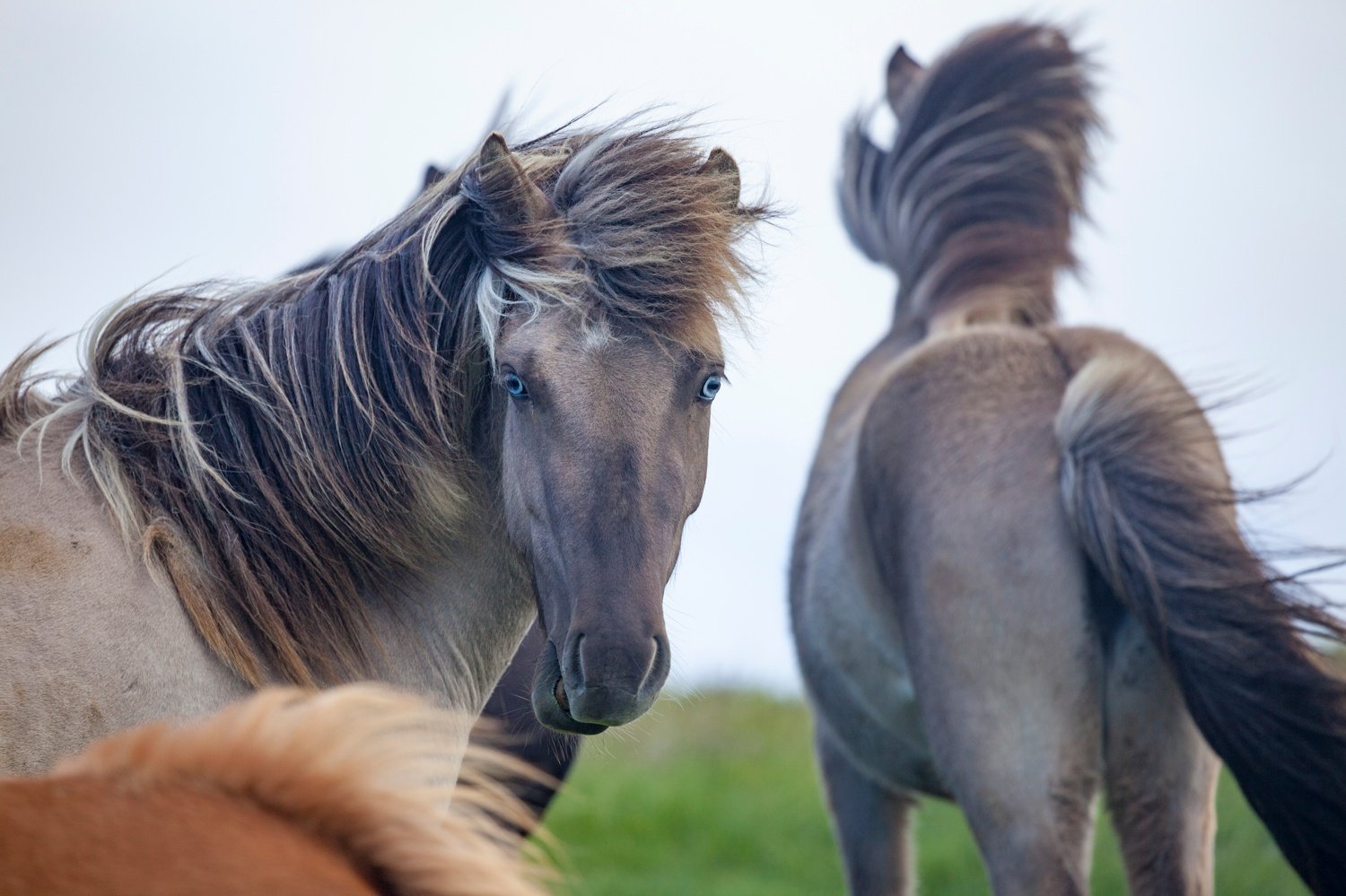 Blue eyed Icelandic horse, Nordhurland Vestra, Iceland. Blue eyed Icelandic horse, Nordhurland Vestra, Iceland.