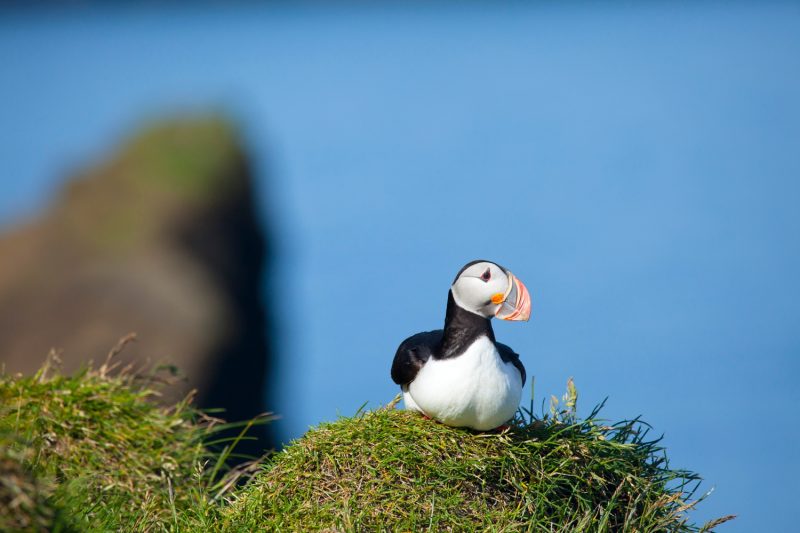 Puffin on Heimaey island, Westman Islands, Sudhurland, Iceland.