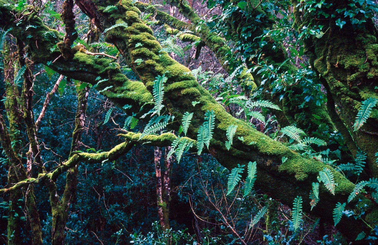 Forest foliage, Glencar, Co Kerry, Ireland. Forest foliage, Glencar, Co Kerry, Ireland.
