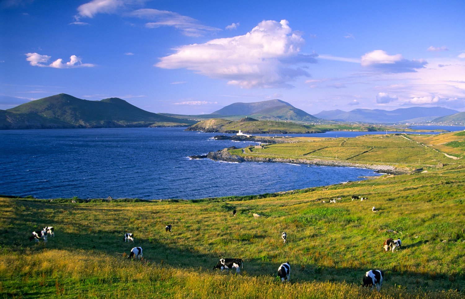 Cows grazing at Doulus Head, Valentia Island, Co Kerry, Ireland. Cows grazing at Doulus Head, Valentia Island, Co Kerry, Ireland.