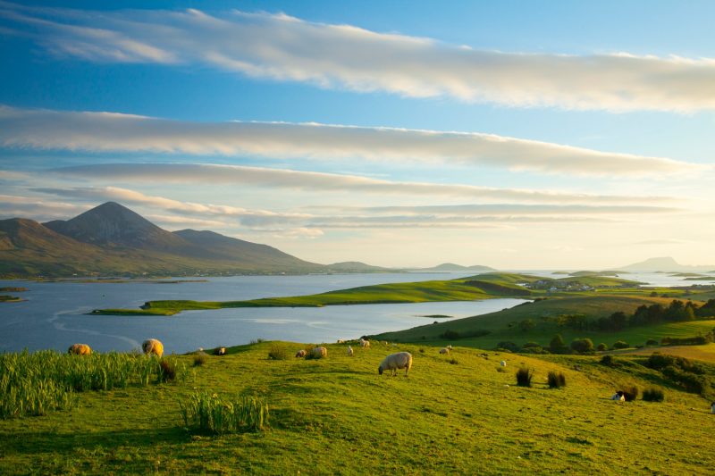 Sheep grazing beneath Croagh Patrick on the shore of Clew Bay, County Mayo, Ireland.