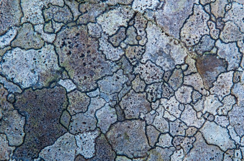 Lichen patterns on rock, County Mayo, Ireland.