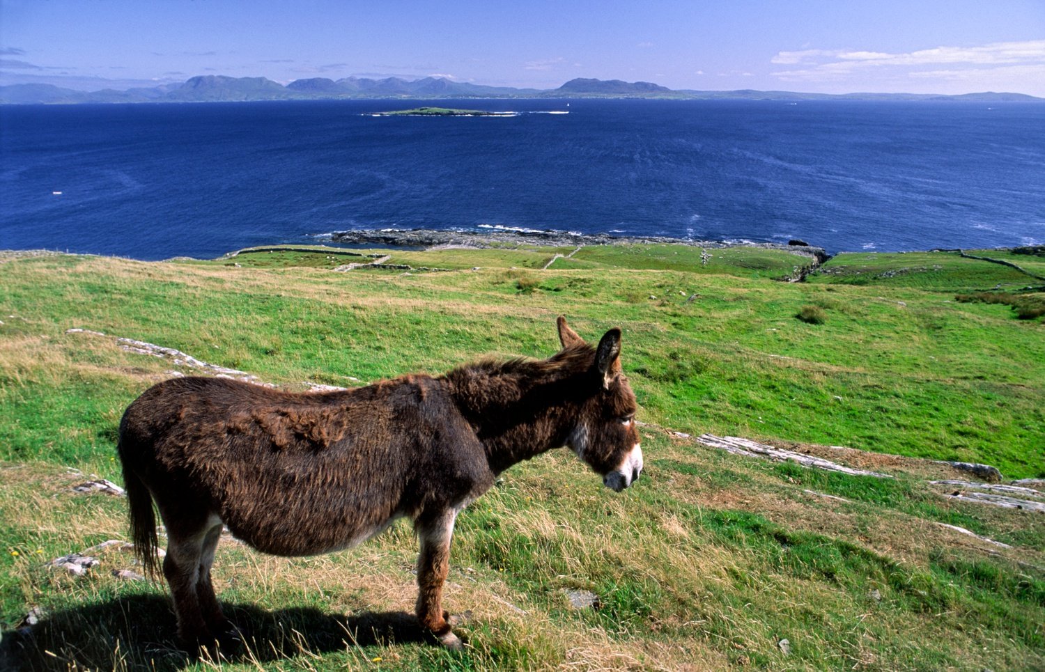 Donkey, Inishturk Island, Co Mayo, Ireland. Donkey, Inishturk Island, Co Mayo, Ireland.