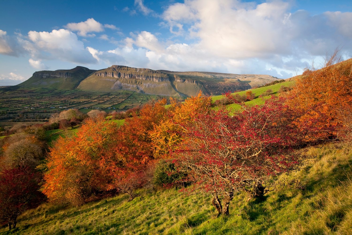 Autumn berries and Benbulbin, Glencar, Co Sligo, Ireland. Autumn berries and Benbulbin, Glencar, Co Sligo, Ireland.