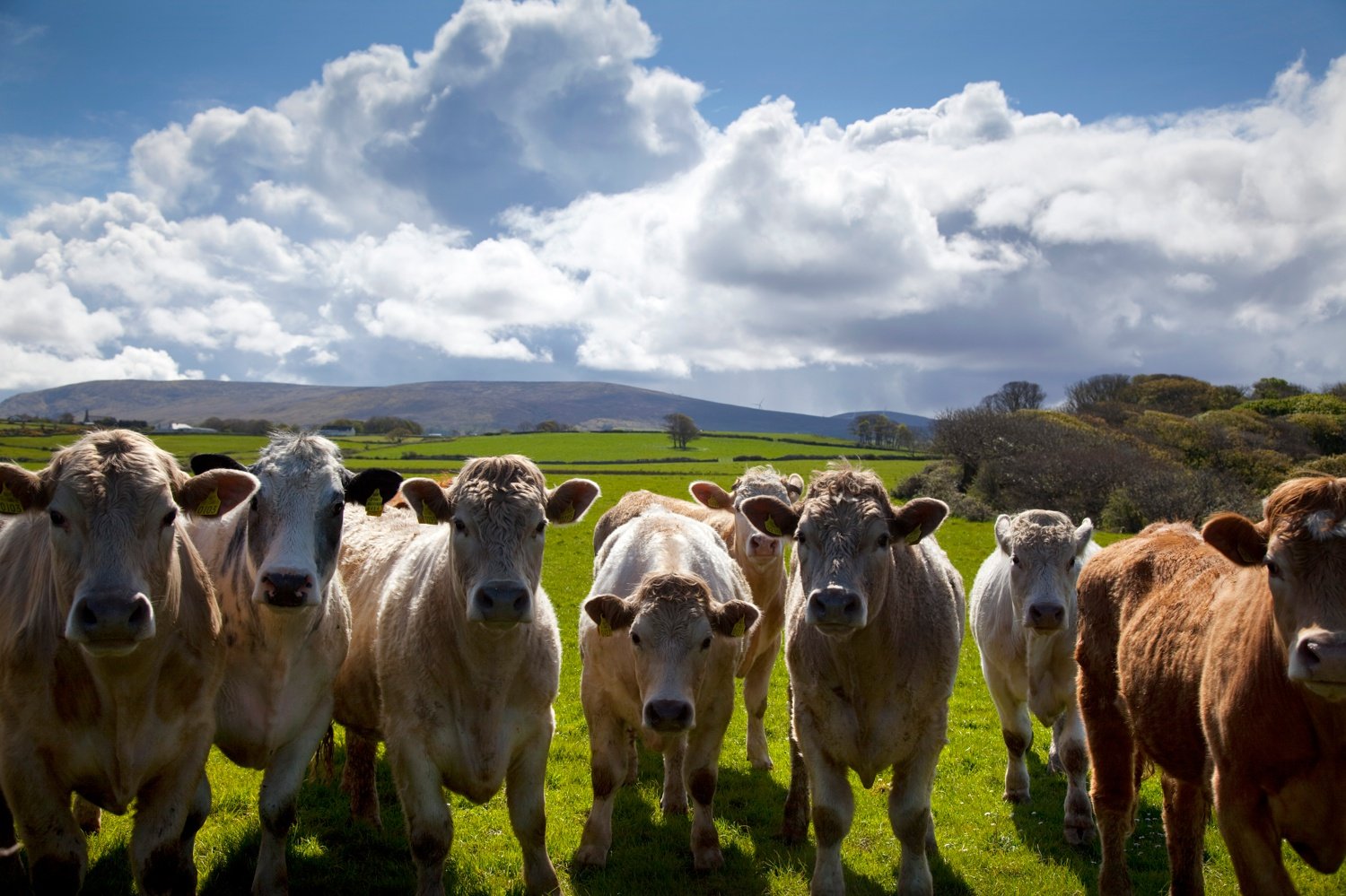 Curious cattle, Co Sligo, Ireland. Curious cattle, Co Sligo, Ireland.