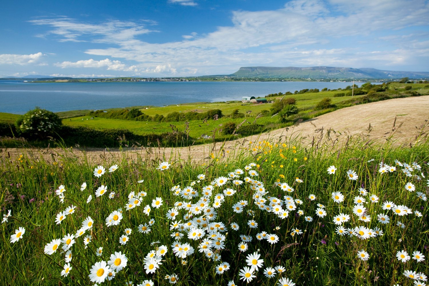 Ox-eye daisies above Sligo Bay, Co Sligo, Ireland. Ox-eye daisies above Sligo Bay, Co Sligo, Ireland.