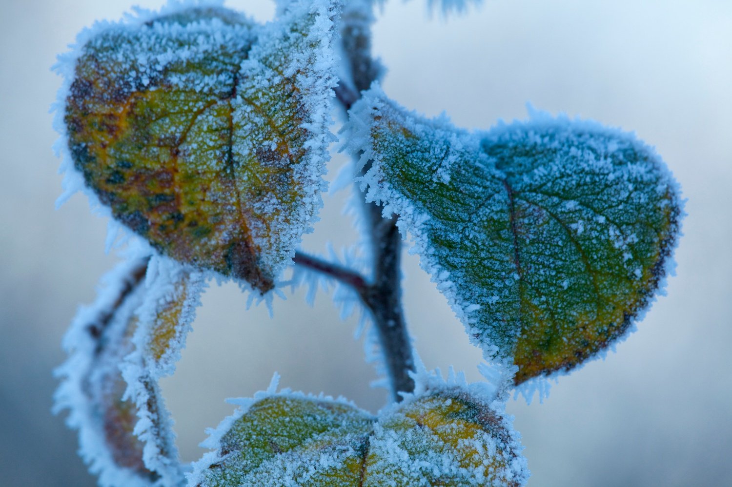 Frosted leaves in winter, Co Sligo, Ireland. Frosted leaves in winter, Co Sligo, Ireland.