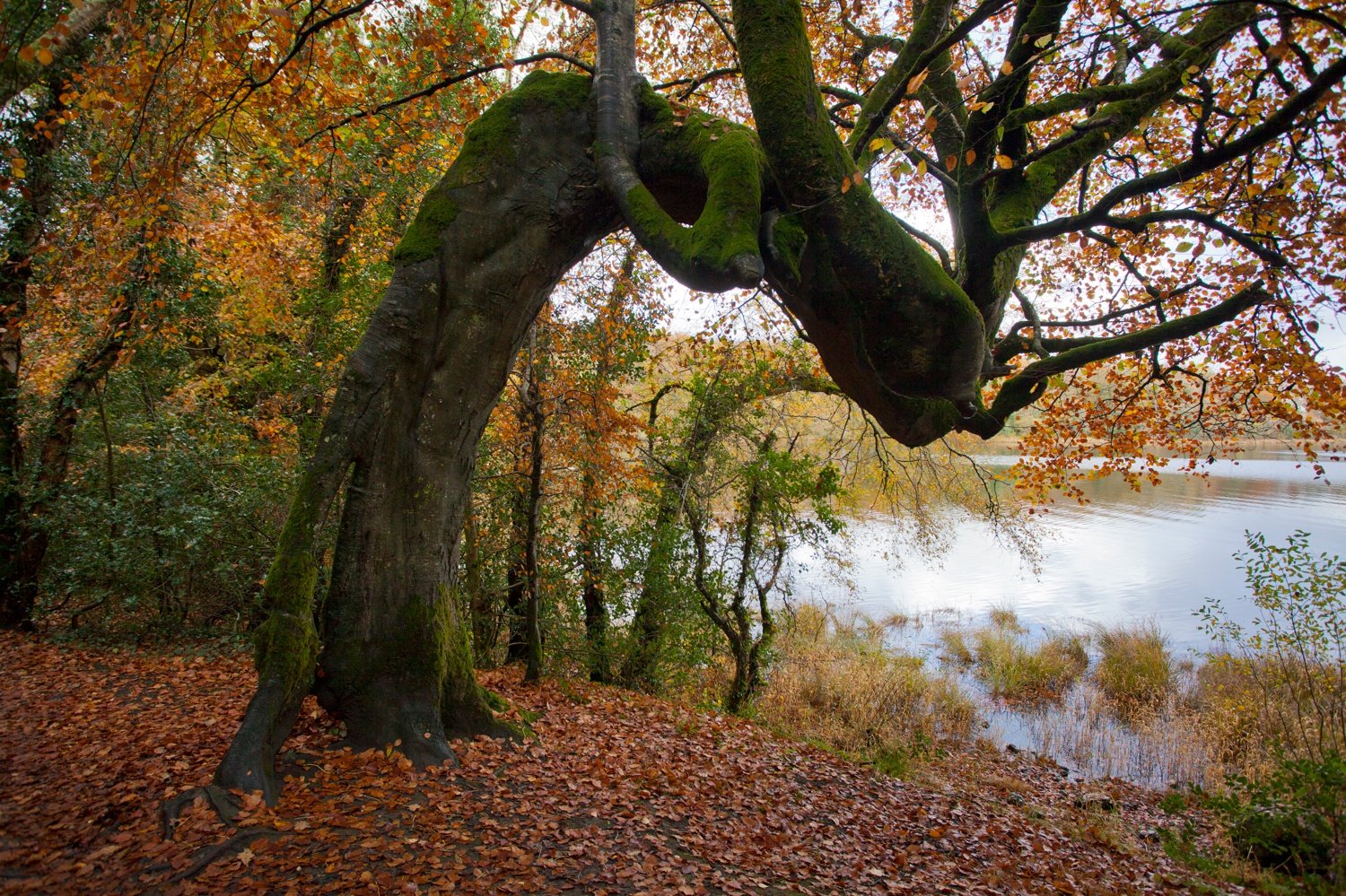 Autumnal tree on the banks of Lough Gill, Hazelwood, County Sligo, Ireland. Autumnal tree on the banks of Lough Gill, Hazelwood, County Sligo, Ireland.