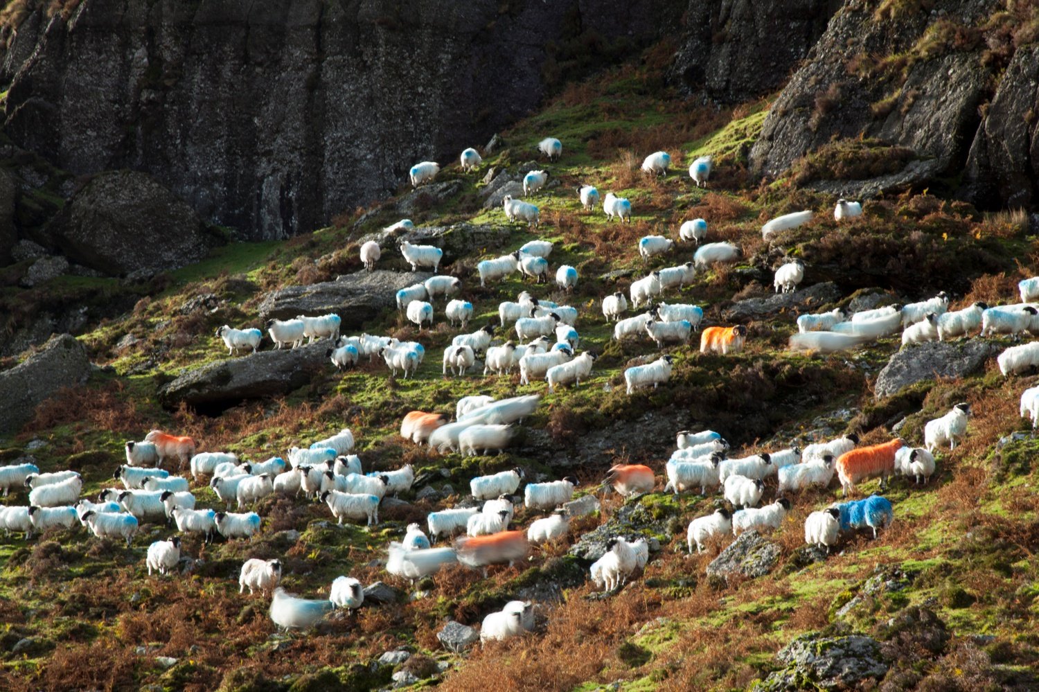 Hill sheep, Mahon Valley, Comeragh Mountains, County Waterford, Ireland. Hill sheep, Mahon Valley, Comeragh Mountains, County Waterford, Ireland.