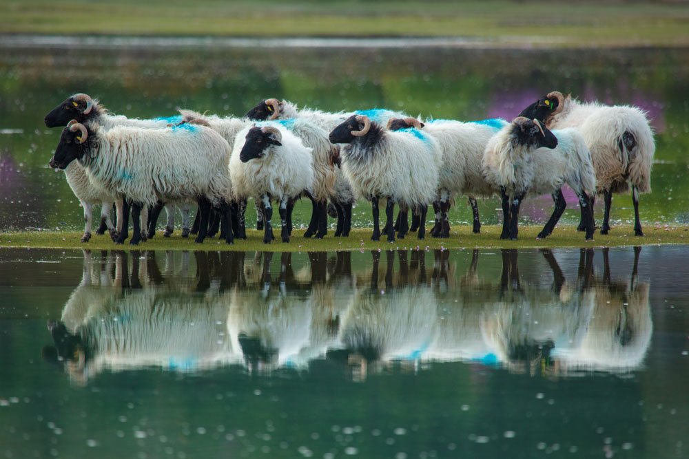 Coastal reflection of Mayo Blackface sheep, Mulranny, County Mayo, Ireland. Coastal reflection of Mayo Blackface sheep, Mulranny, County Mayo, Ireland.