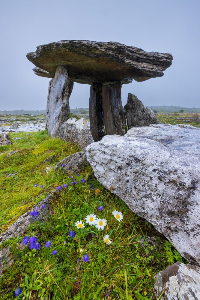 Wildflowers at Polnabrone Dolmen, the Burren, County Clare, Ireland.