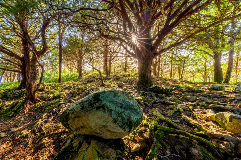 Reenadinna Yew Woods, Killarney National Park, County Kerry, Ireland.