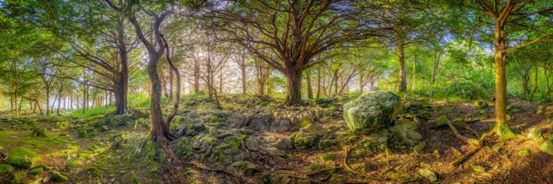 Reenadinna Yew Woods, Killarney National Park, County Kerry, Ireland.
