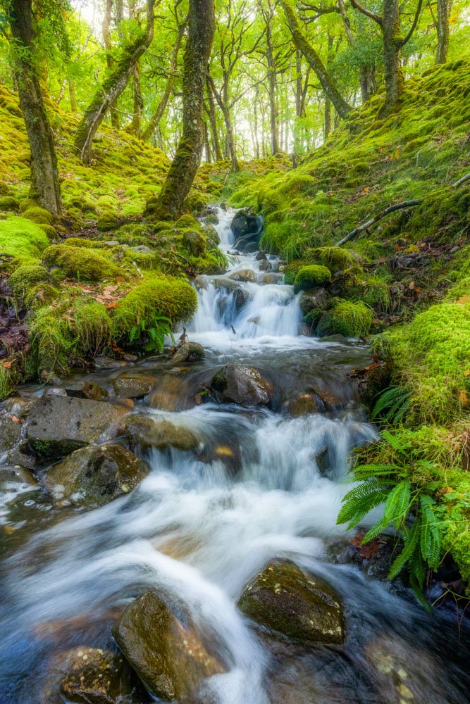 Erriff Oak Woodland, County Mayo, Ireland.