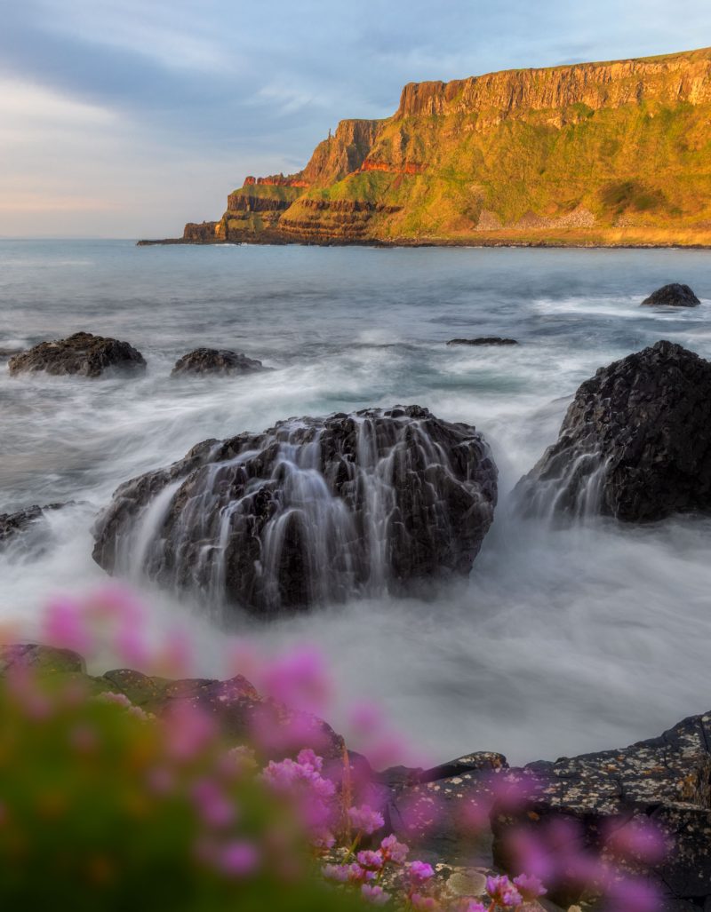 Spring wildflowers, Giant's Causeway, Northern Ireland.