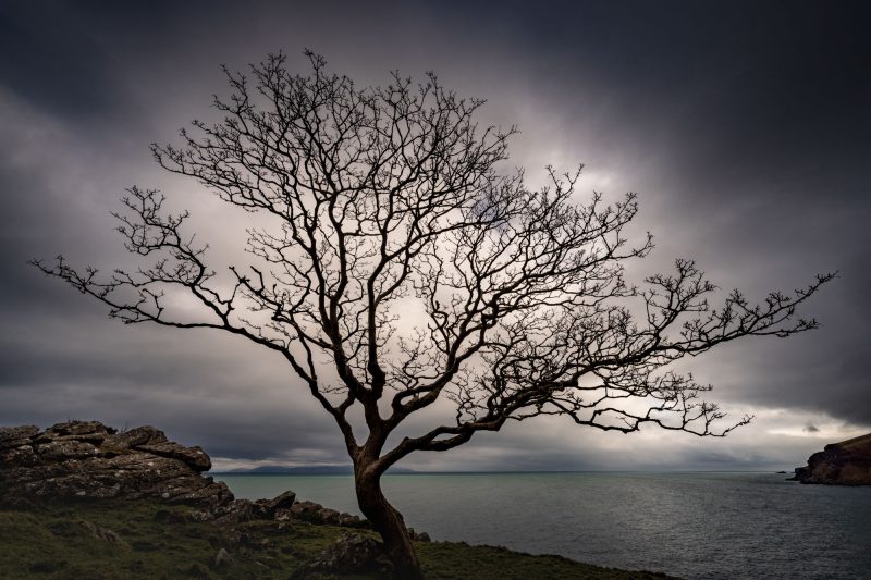 Lone tree, Murlough Bay, Northern Ireland.