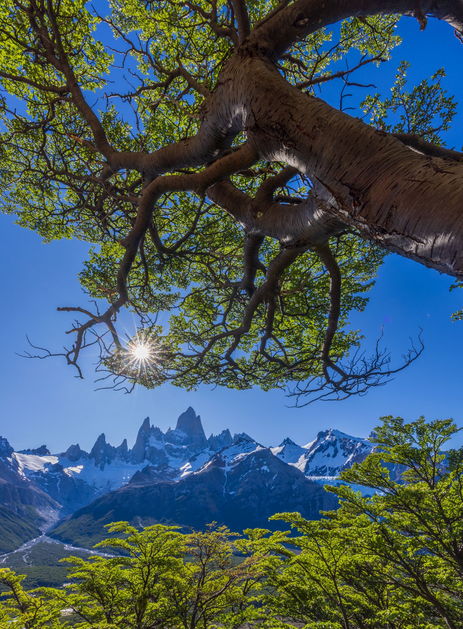 Monte Fitzroy seen through lenga trees, Los Glaciares National Park, Patagonia, Argentina. Monte Fitzroy seen through lenga trees, Los Glaciares National Park, Patagonia, Argentina.