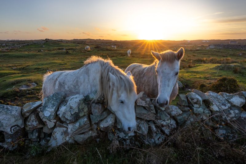Connemara ponies, Ireland.