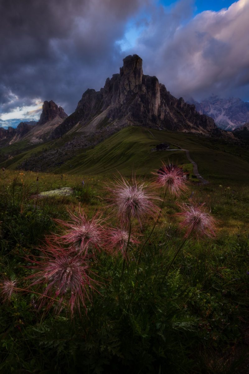 Wildflowers on the Passo Giau, Dolomites, Italy.