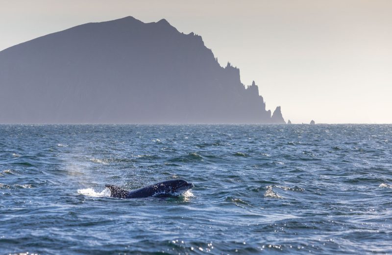 Dolphin, Blasket Islands, Dingle, County Kerry, Ireland.