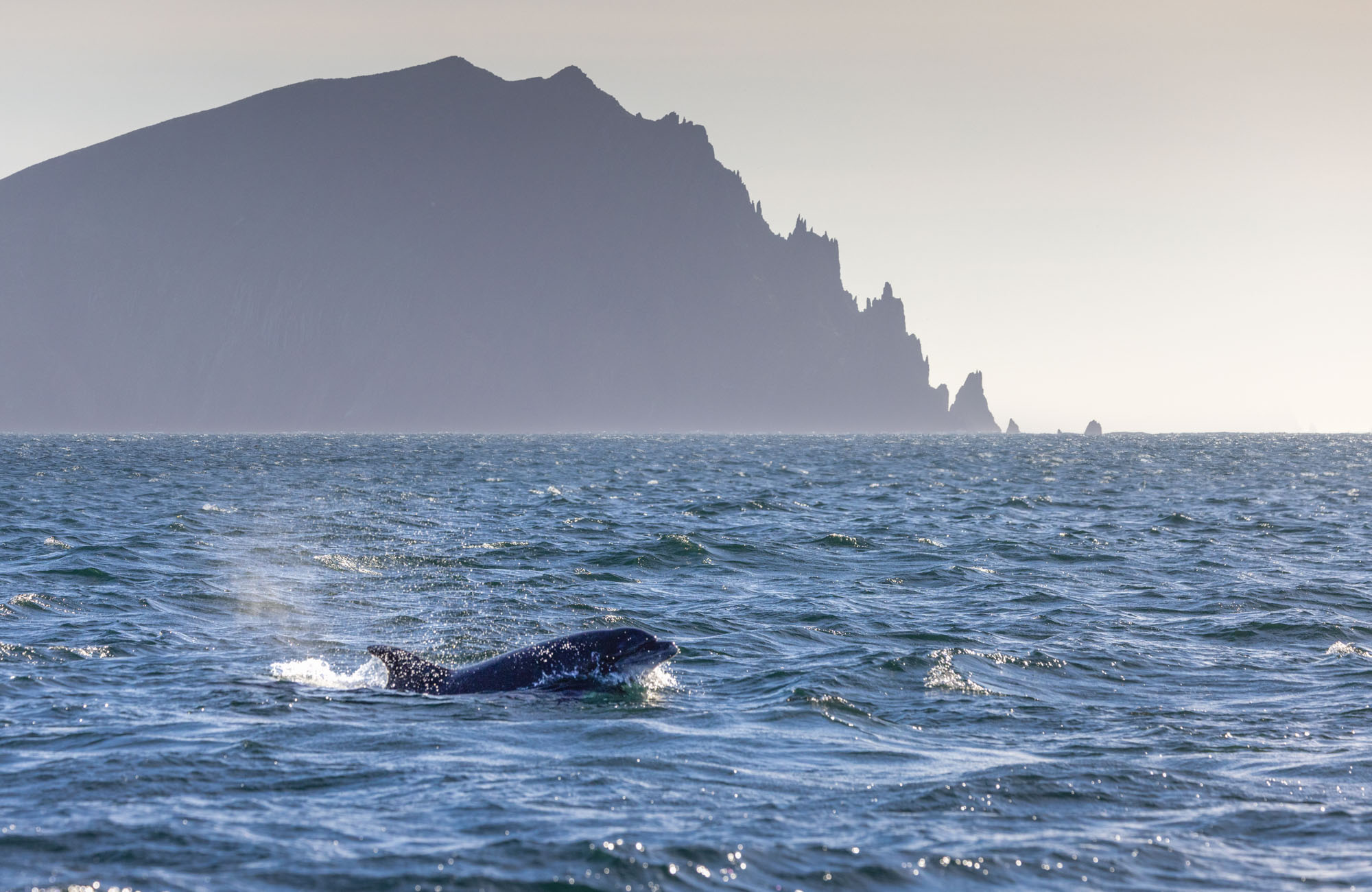 Dolphin, Blasket Islands, Dingle, County Kerry, Ireland. Dolphin, Blasket Islands, Dingle, County Kerry, Ireland.