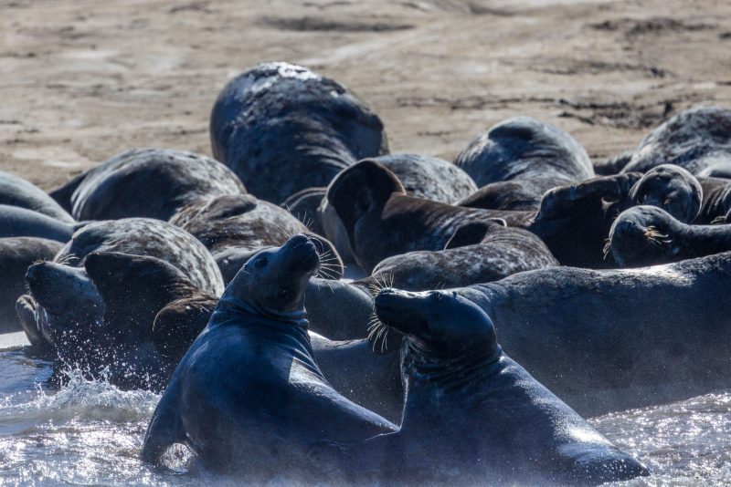 Seal colony, Great Blasket Island, Dingle, County Kerry, Ireland.