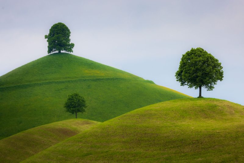 Linden Trees, Neuheim, Switzerland.