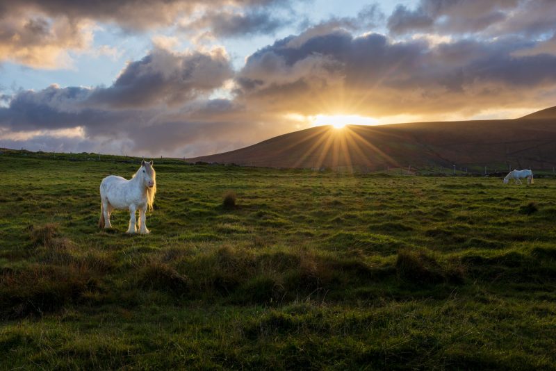 Pony at sunrise, Dingle Peninsula, County Kerry, Ireland.