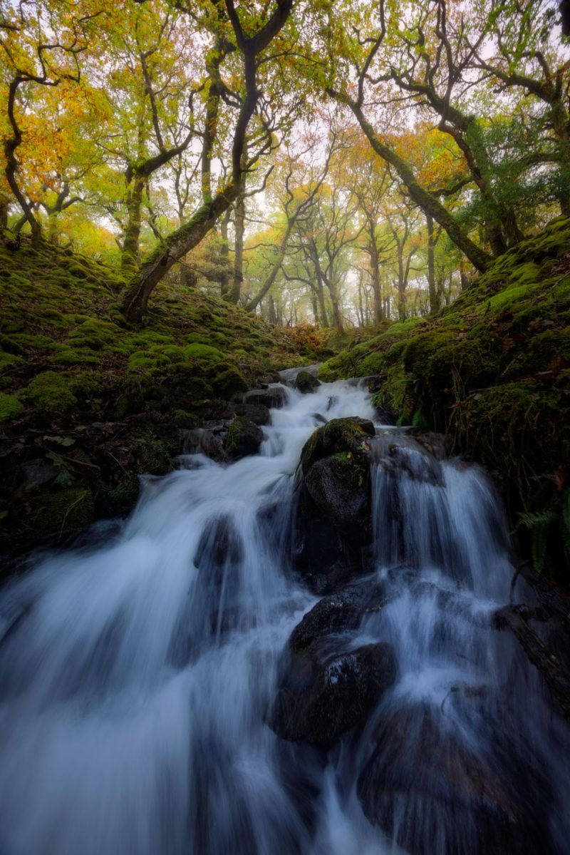 Erriff Woods, County Mayo, Ireland.