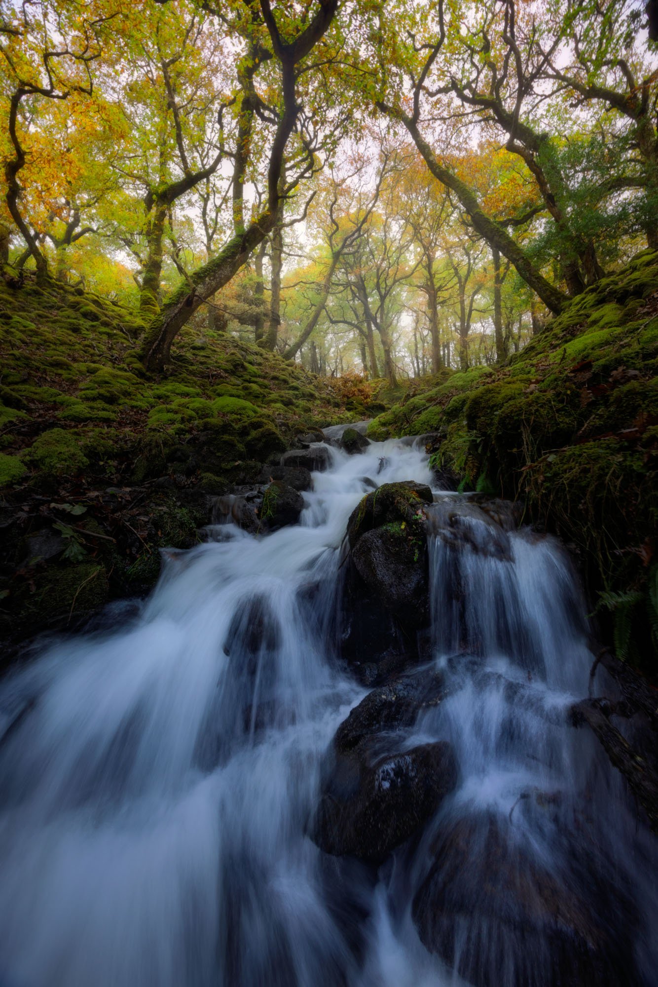 Erriff Woods, County Mayo, Ireland. Erriff Woods, County Mayo, Ireland.