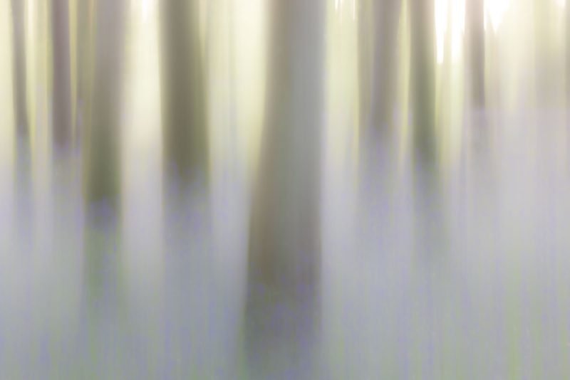 Bluebell abstract, County Roscommon, Ireland.