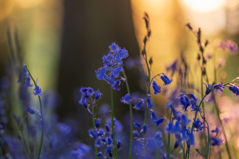 Bluebell woodland, County Roscommon, Ireland.