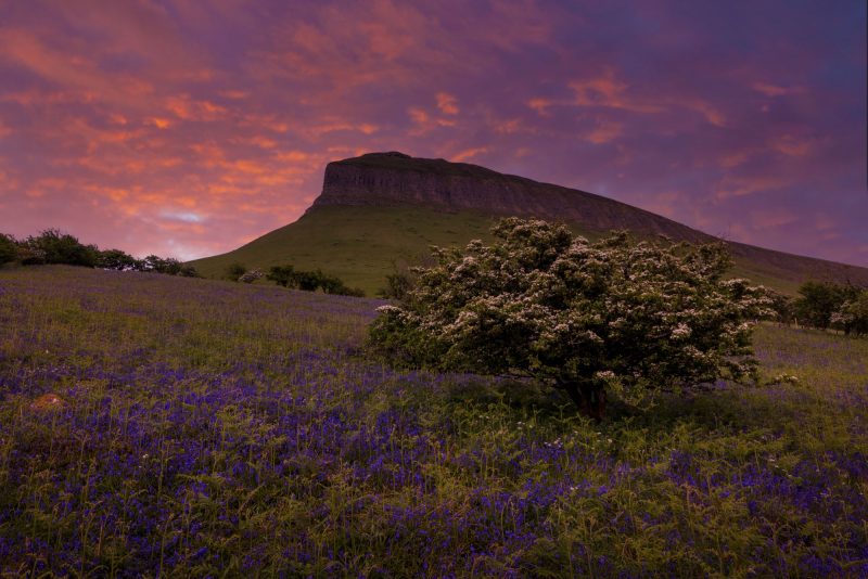 Bluebells on the slopes of Benbulben, County Sligo, Ireland.