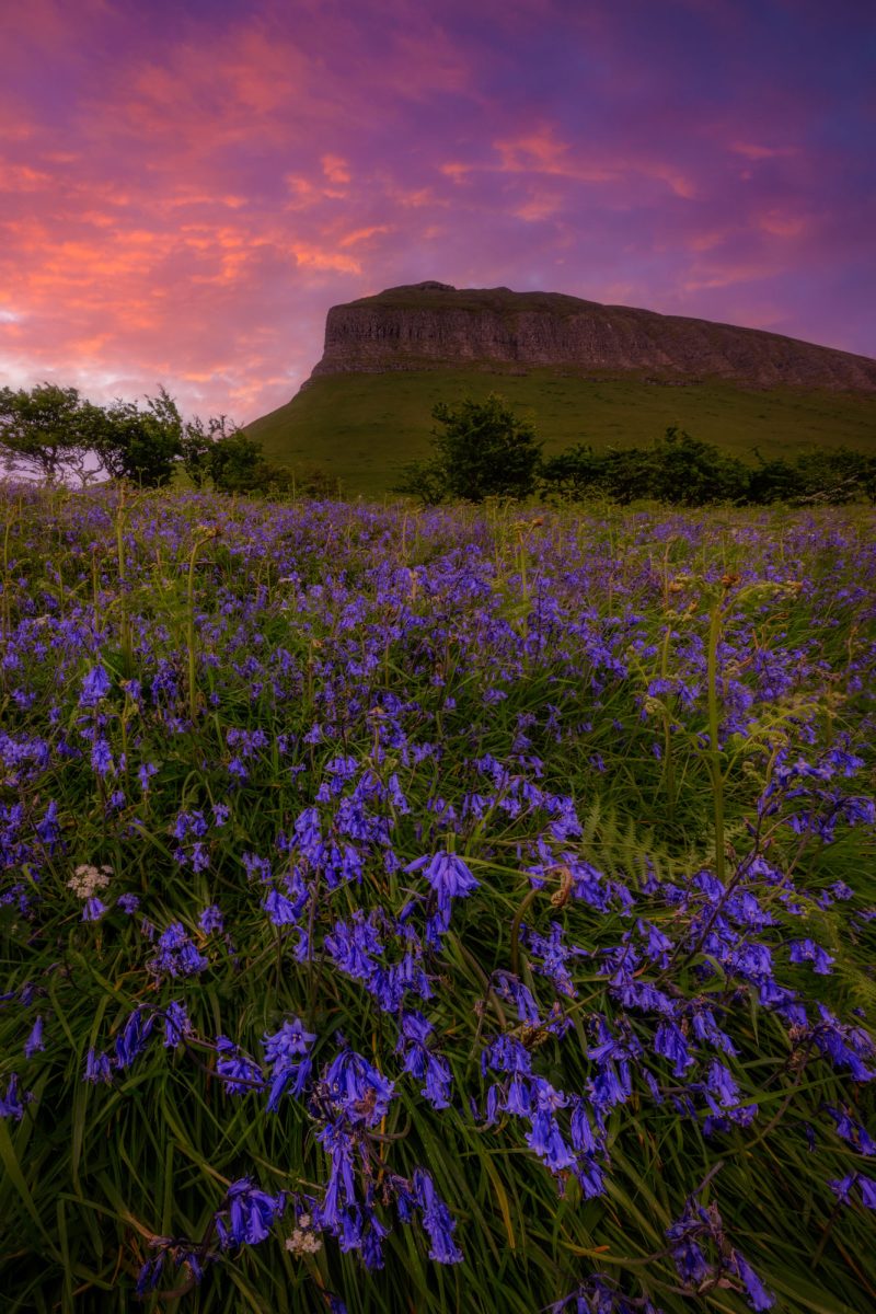Bluebells on the slopes of Benbulben, County Sligo, Ireland.